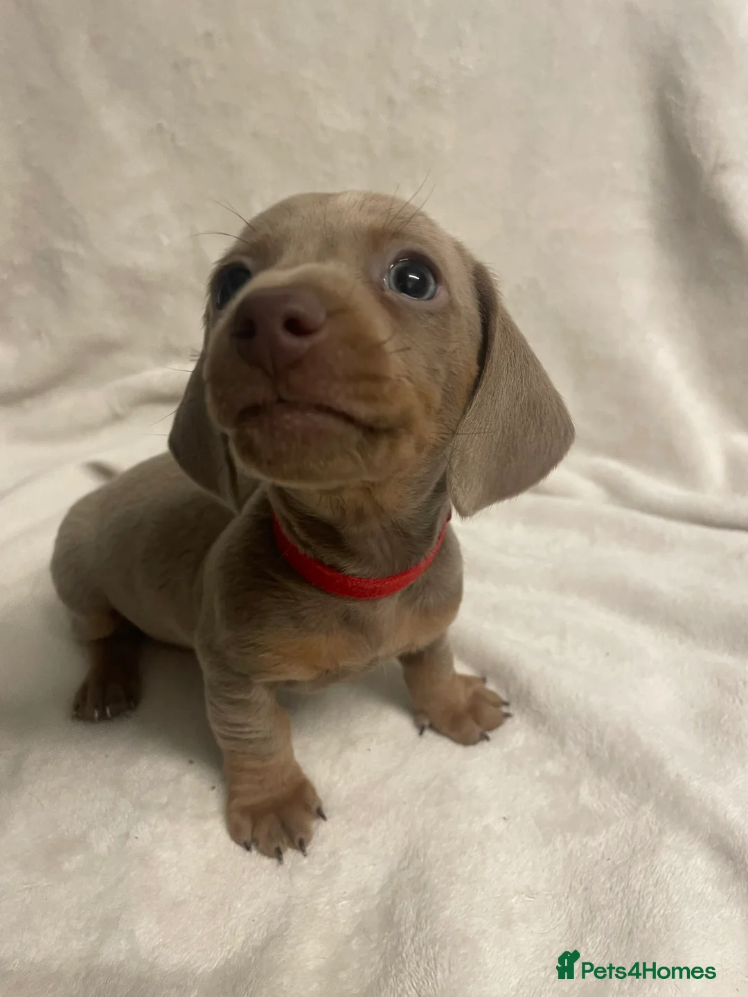 Dachshund dogs for sale: Isabella and tan miniature dachshunds  - Advert 11
