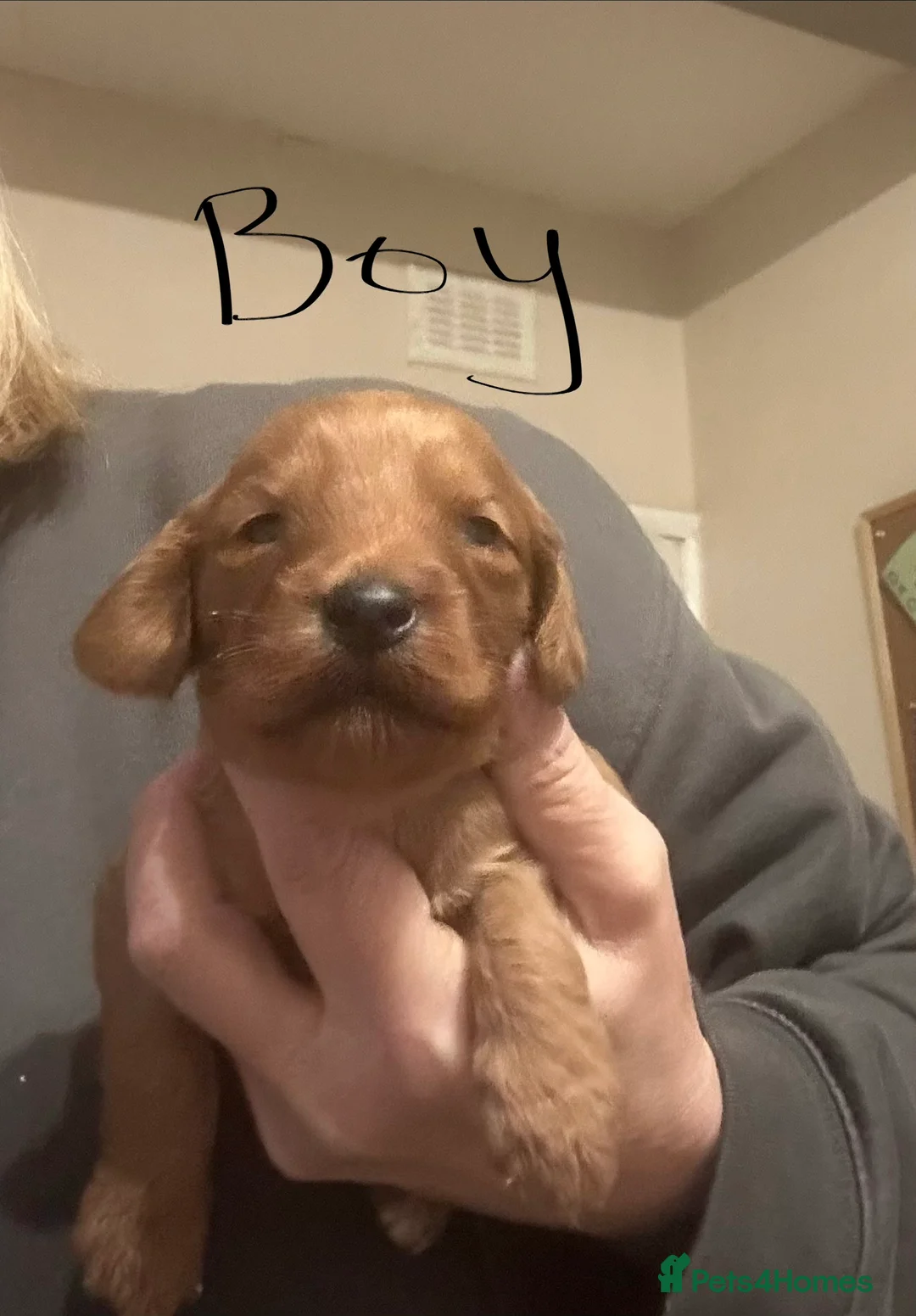 Cockapoo dogs for sale: Cockapoo puppies for sale  - Advert 3