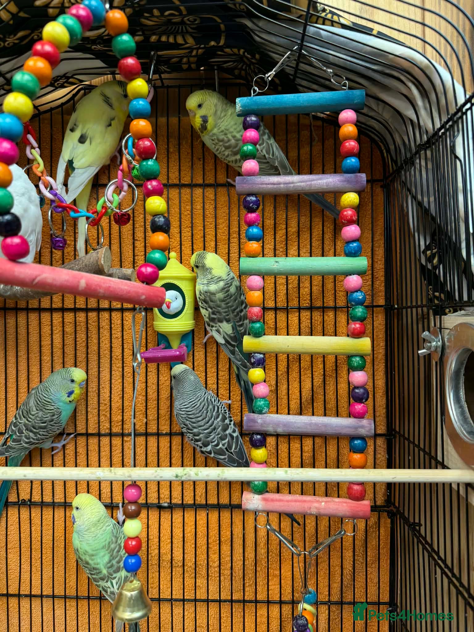 Budgerigars birds Budgies for sale - Advert 10