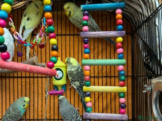 Budgerigars birds Budgies for sale - Advert 1