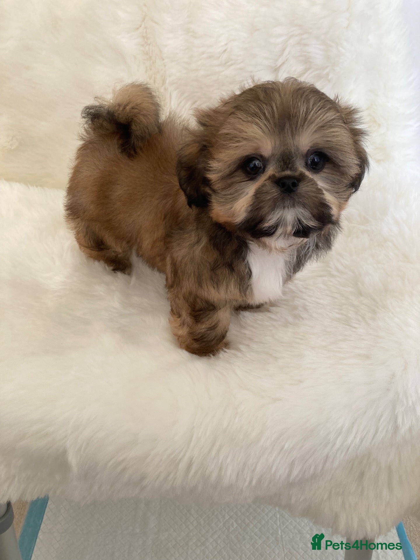 Shih Tzu dogs AMERICAN IMPERIAL SHIH TZU PUPPIES - Advert 1