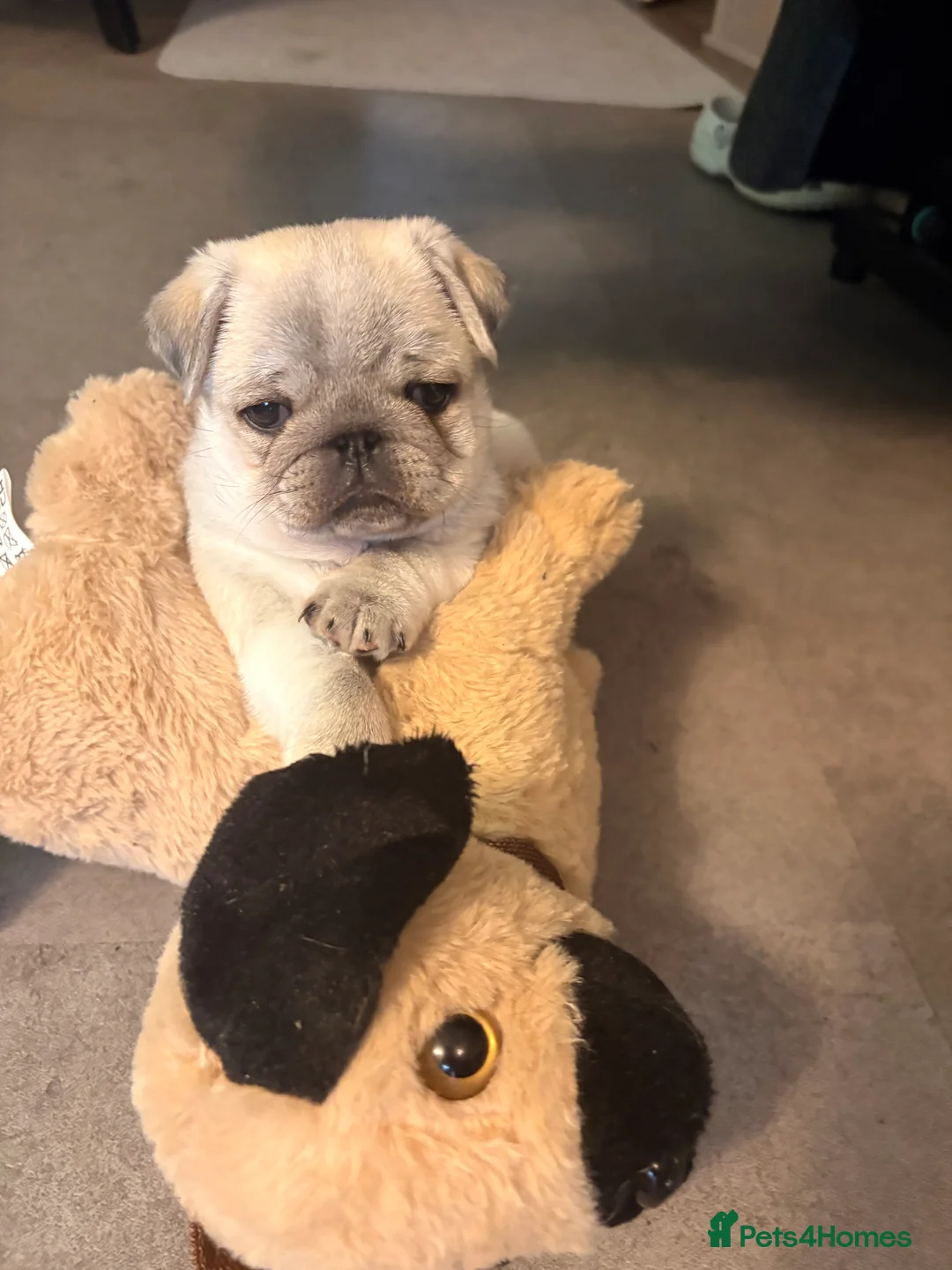 Pug dogs for sale: 1 beautiful boy left - Advert 1