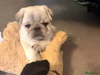 Pug dogs 1 beautiful boy left - Advert 3