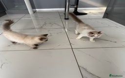 Ragdoll cats for sale: Ragdoll kittens  - Image 3