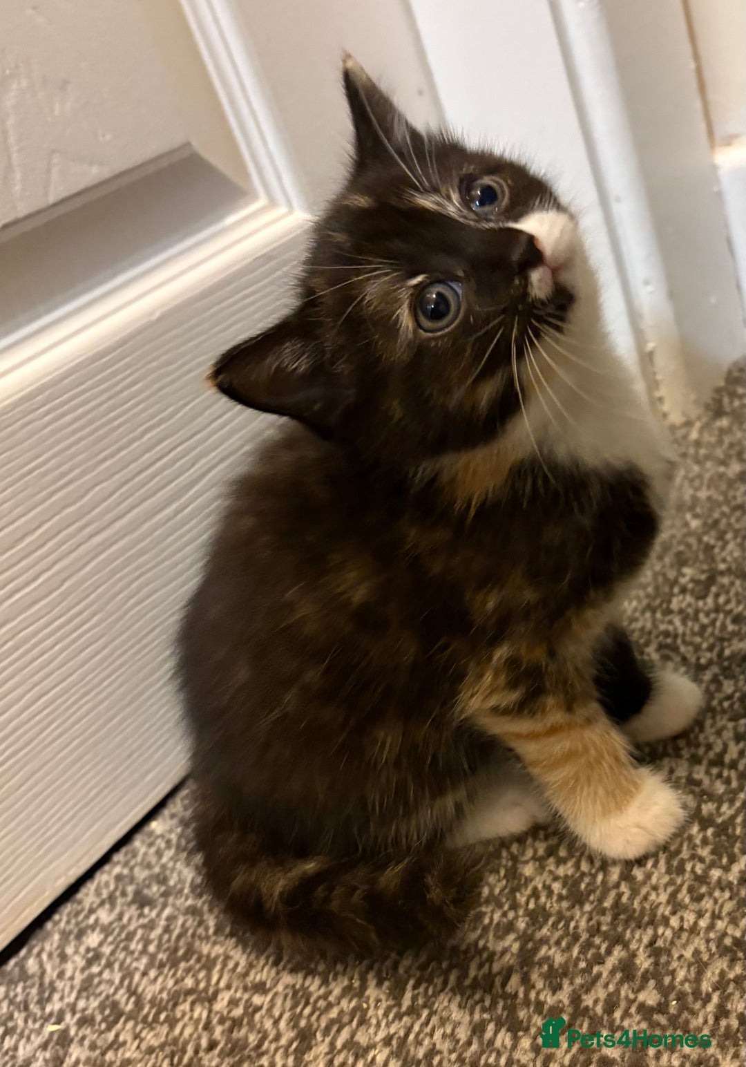 Mixed Breed cats for sale: Ragdoll cross kittens  - Advert 14