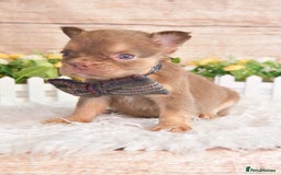French Bulldog dogs for sale: Kc registered new shade french bulldogs - Image 15