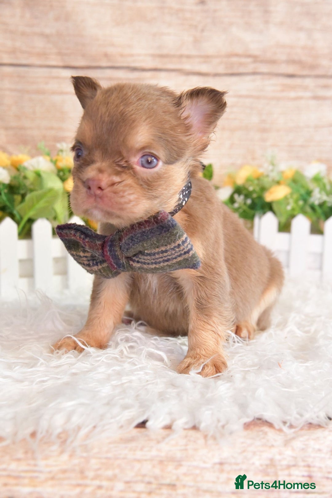 French Bulldog dogs for sale: Kc registered new shade french bulldogs - Image 15