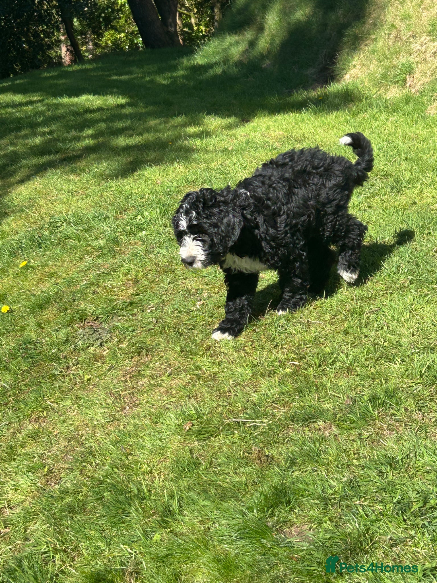 Bernedoodle dogs Beautiful Bernedoodles - Advert 1