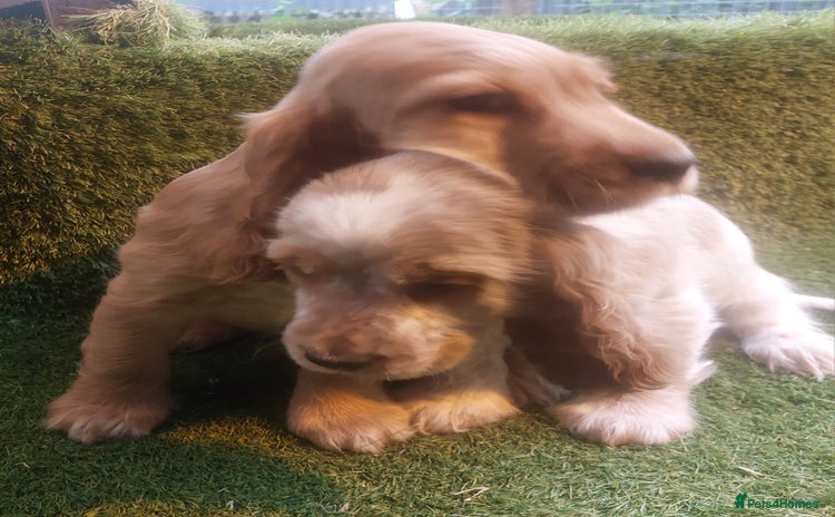 Cocker Spaniel dogs - Advert 13