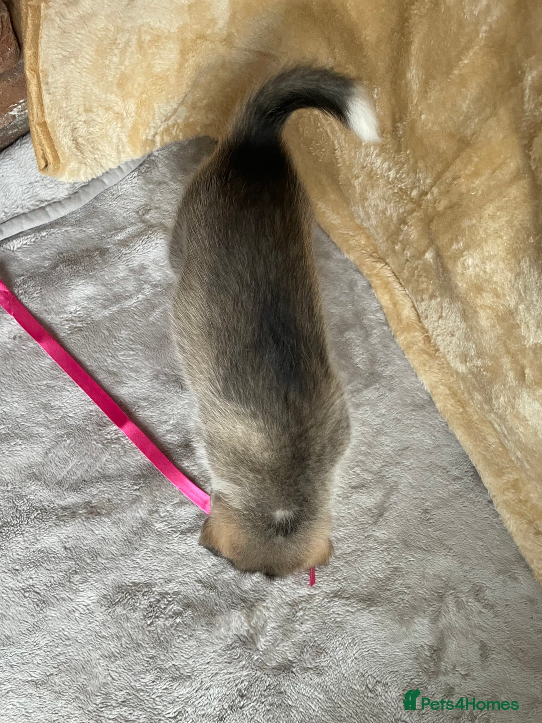 Siberian Husky dogs for sale: Siberian Husky Puppies  - Advert 12