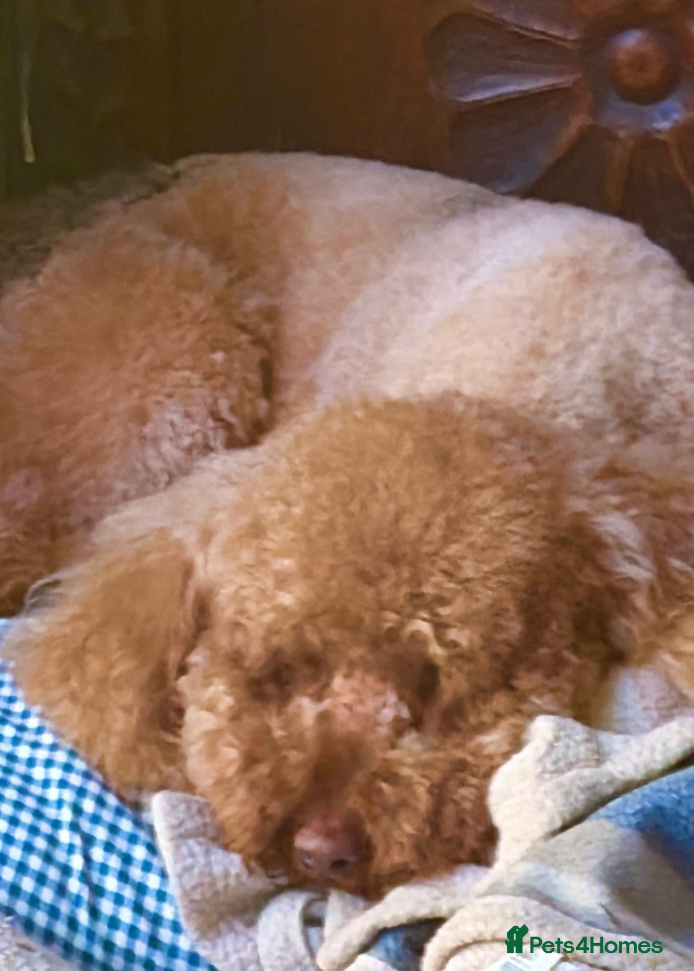 Cockapoo dogs for sale: Cockapoo Puppies - Advert 7