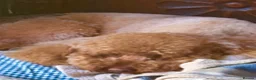 Cockapoo dogs for sale: Cockapoo Puppies - Advert 1