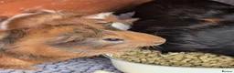Guinea Pig rodents for sale: Very pretty baby guinea pigs ready July  - Advert 16