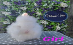 Lionhead rabbits for sale: Purebred Lionhead babies available  - Image 4