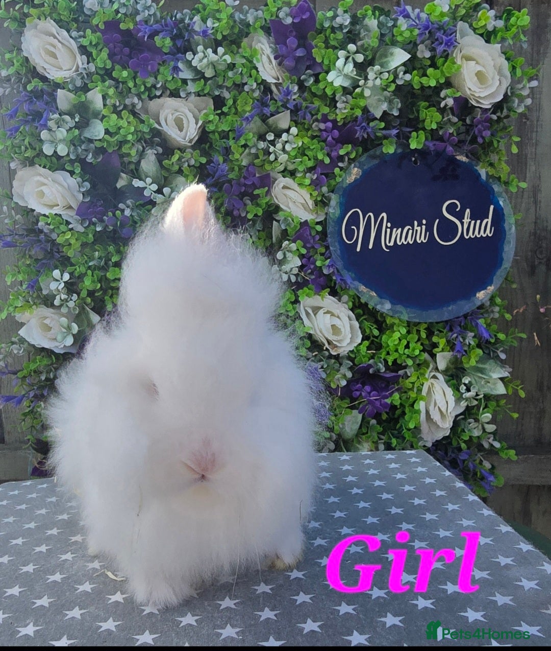Lionhead rabbits for sale: Purebred Lionhead babies available  - Image 4