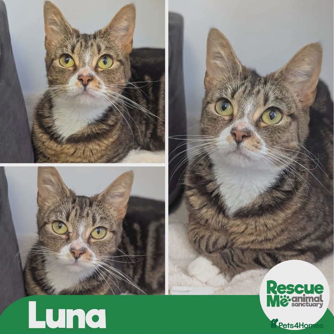 Mixed Breed cats Luna - lovely little lady - Advert 1