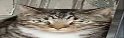 Mixed Breed cats for sale: Half DSH/Maine Coon X. Bonded Must stay together - Advert 11