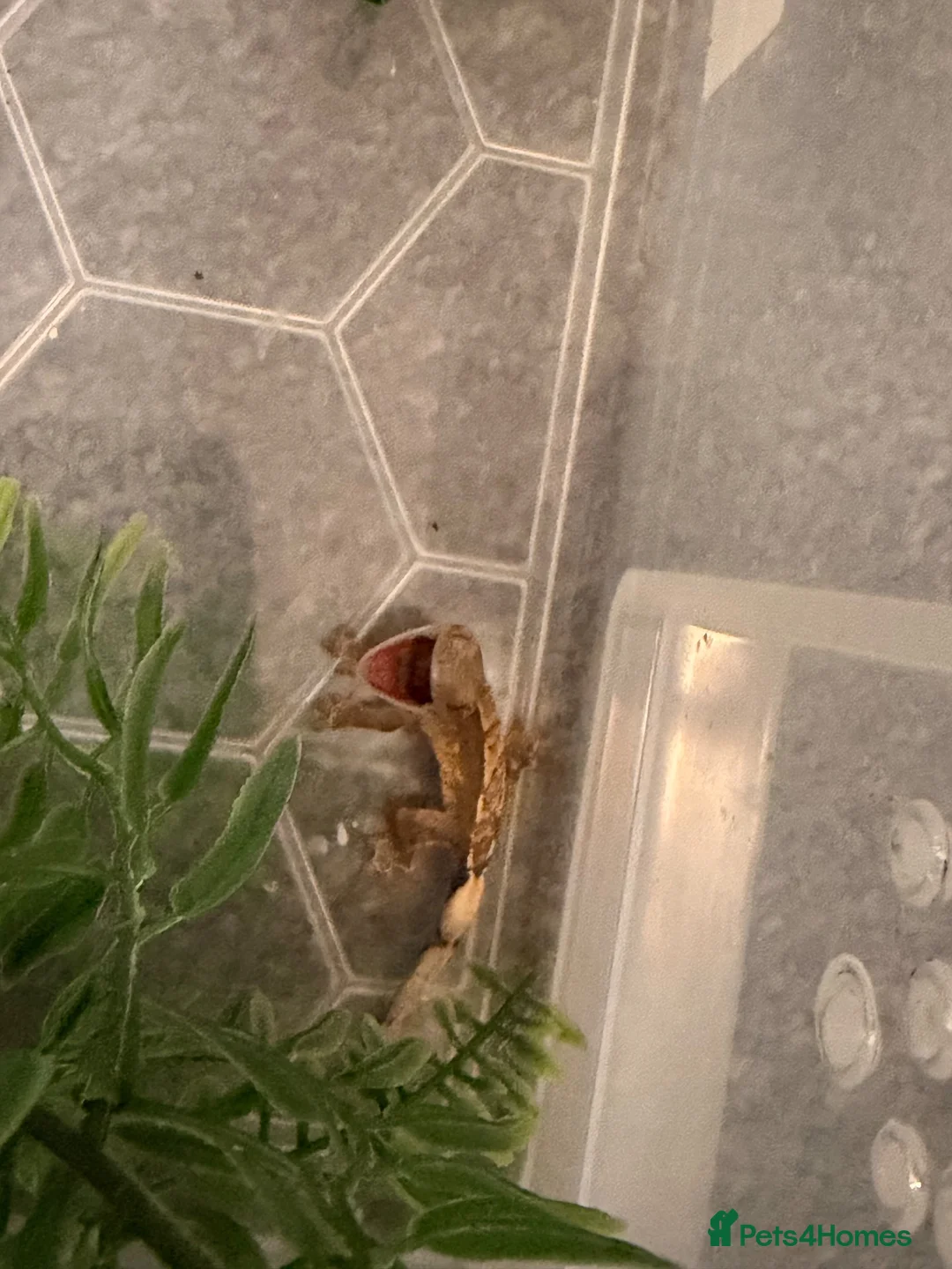 Gecko reptiles for sale: Baby crested geckos 🦎  - Advert 2