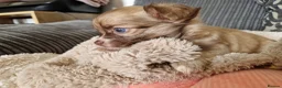 Chihuahua dogs for sale: Chihuahua puppy's  - Advert 11