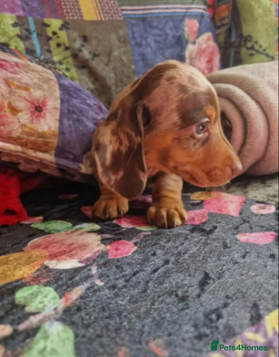 Miniature Dachshund dogs for sale: STUNNING KC MINIATURE DACHSHUND PUPPIES in Guildford - Advert 6