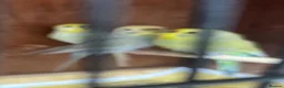 Budgerigars birds for sale: Budgies for sale - Advert 3