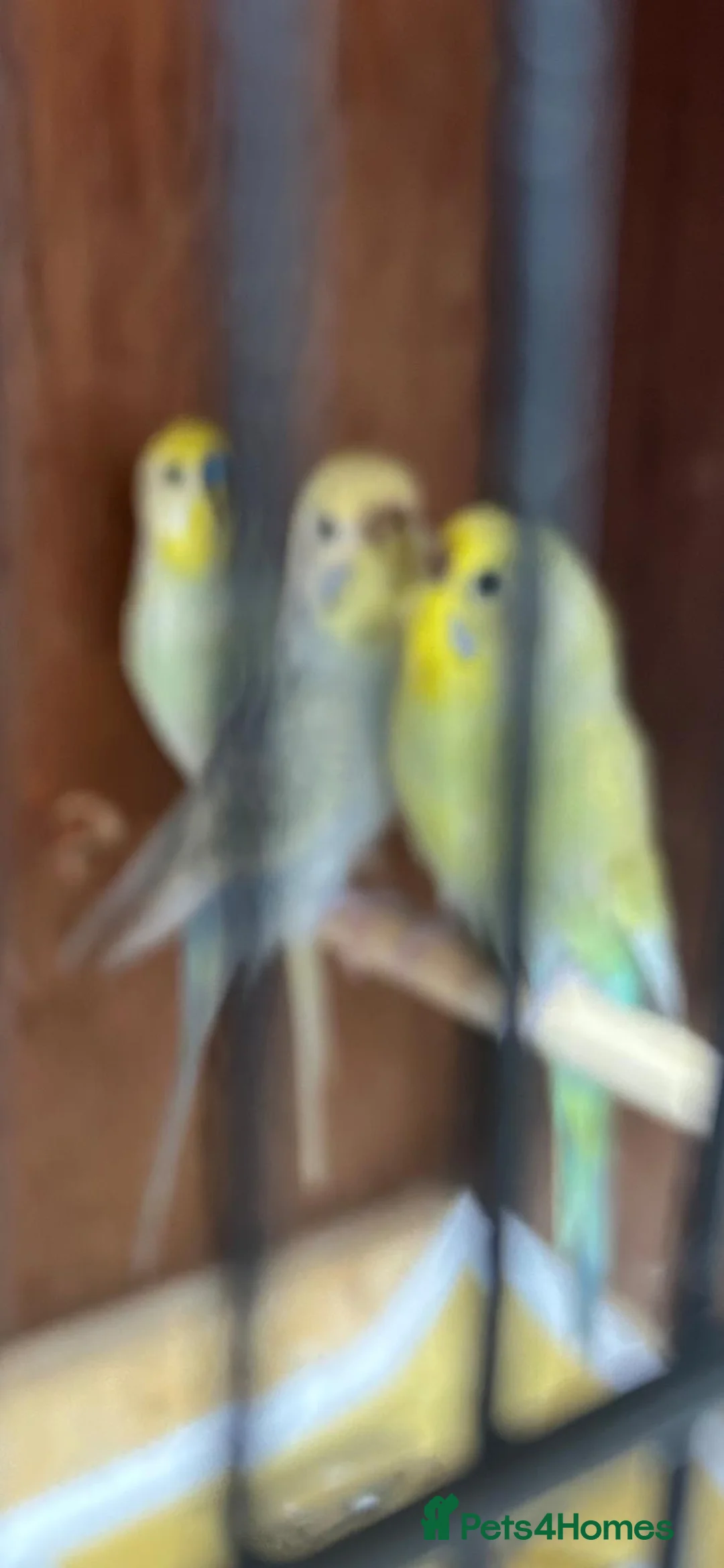 Budgerigars birds for sale: Budgies for sale - Advert 3