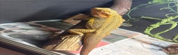 Bearded Dragon reptiles for sale: Bearded dragon  - Advert 3