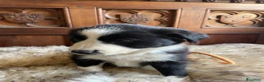 Border Collie Puppy 4