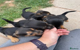 Mixed Breed dogs for sale: Jack Russell Black and Tan terrier puppies  - Image 23
