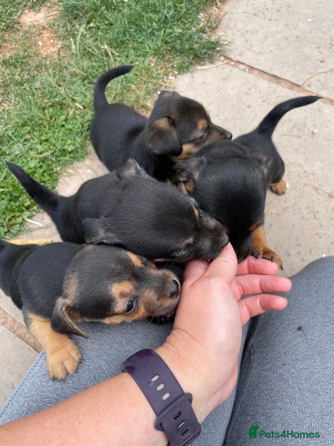 Mixed Breed dogs for sale: Jack Russell Black and Tan terrier puppies  - Image 23
