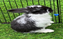 French Lop rabbits for sale: Pure French lops - Image 4
