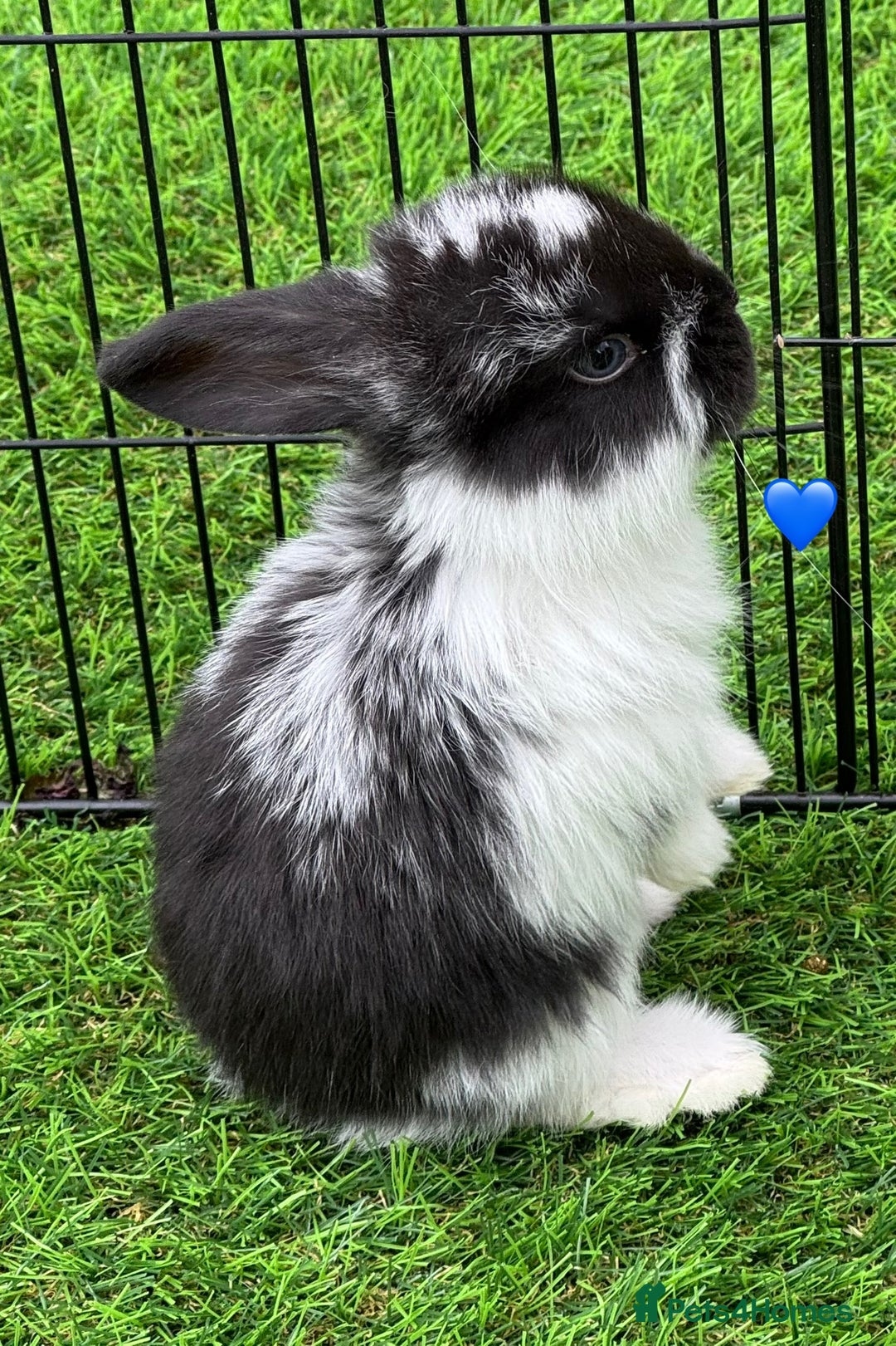 French Lop rabbits for sale: Pure French lops - Image 4