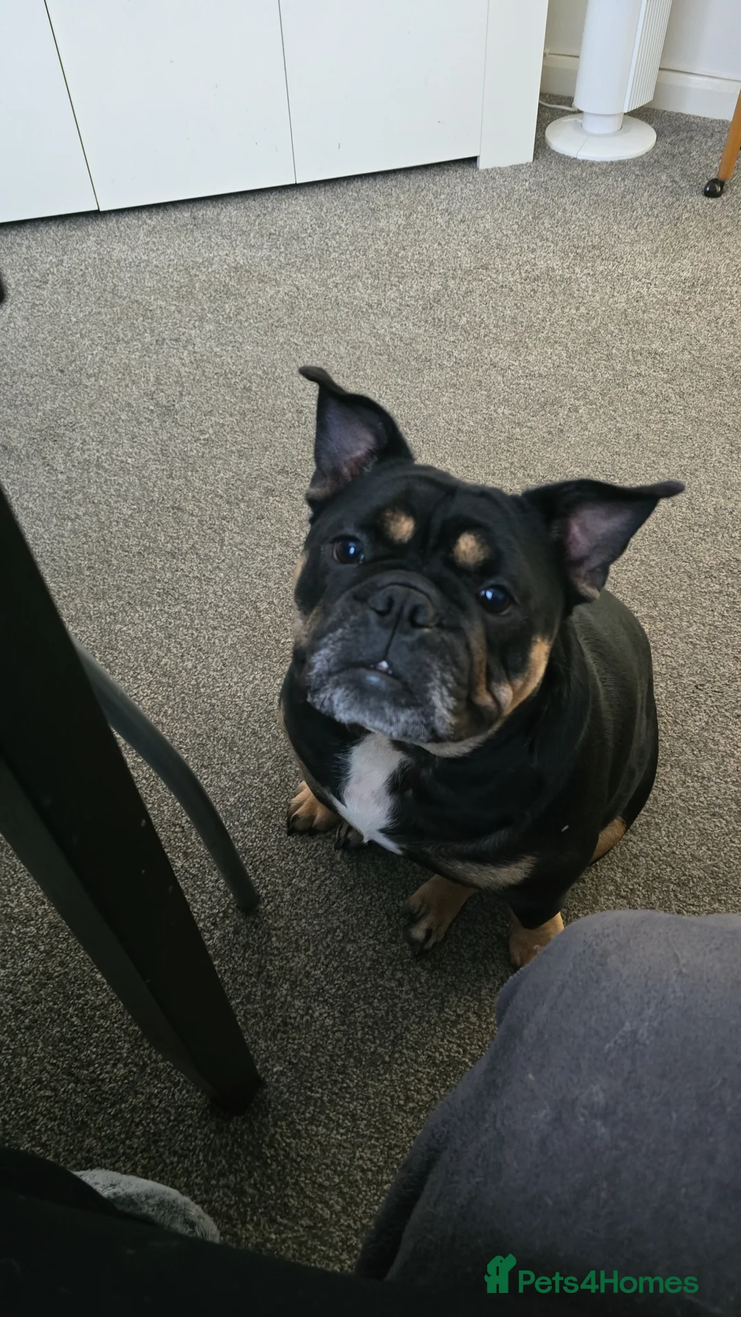 Olde English Bulldogge dogs for sale: 3.5yr old Black and Tan bulldog - Advert 2