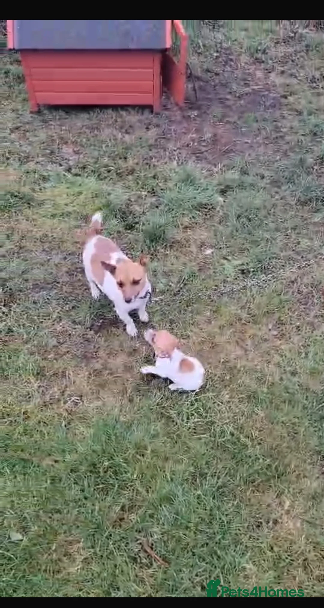 Jack Russell dogs for sale: Hi for sale miniature Jack Russell puppies in Shrewsbury - Advert 2