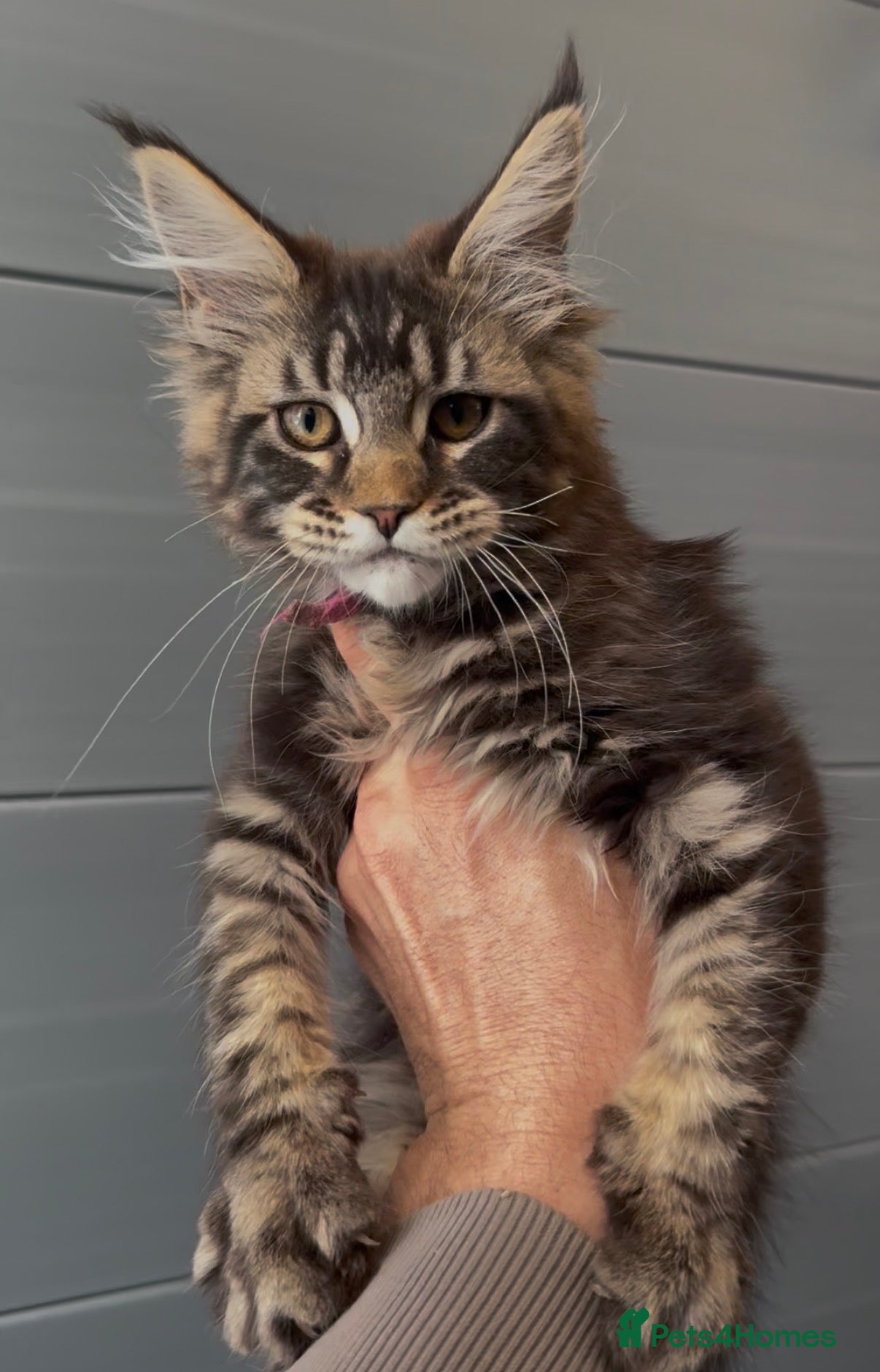 Maine Coon cats XL black ,tabby maine coon kittens - Advert 2