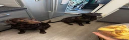 Mixed Breed dogs for sale: Staffrador puppies - Advert 10