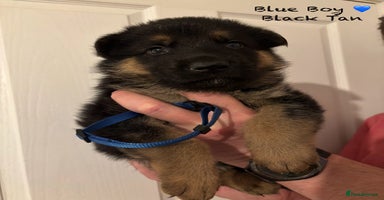 German Shepherd dogs - Advert 4