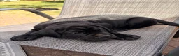 Cane Corso dogs for sale: Cane corso puppies for sale - Advert 9