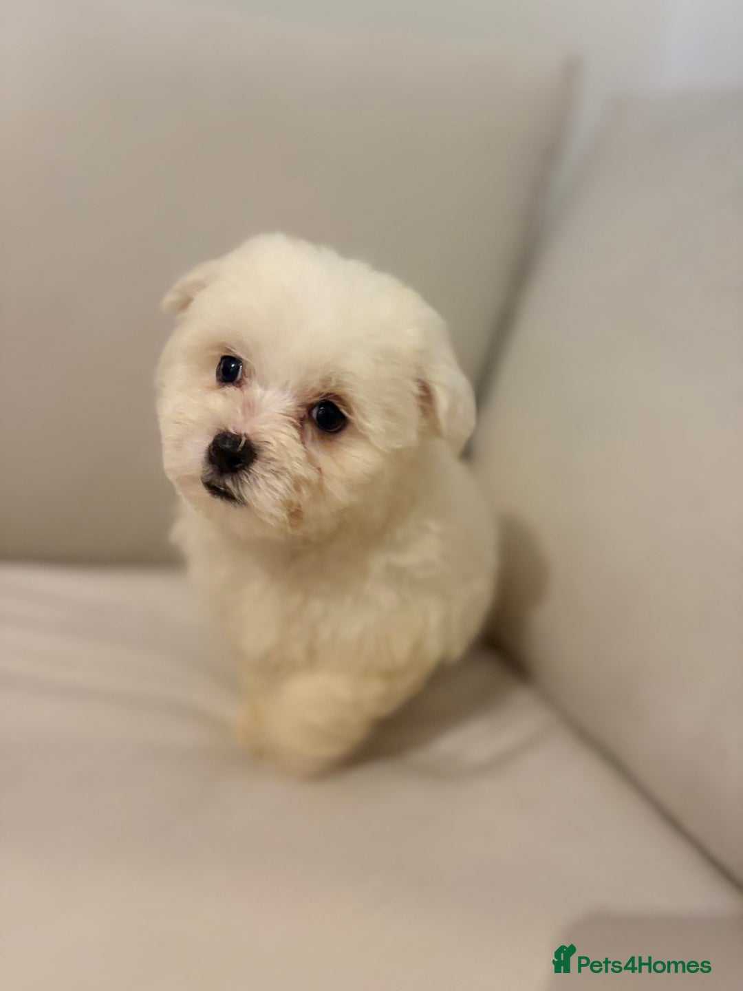 Maltipoo dogs for sale: Maltipoo girl puppy  - Image 6