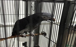 Parrots birds for sale: African Grey Parrot (Male for sale!) - Image 3