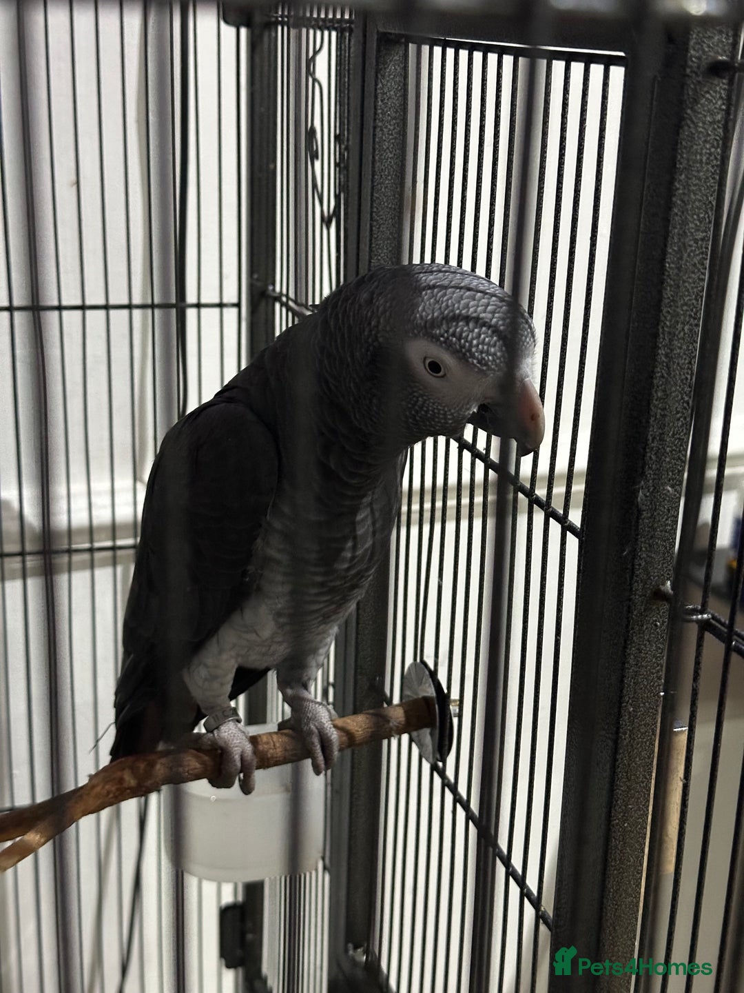Parrots birds for sale: African Grey Parrot (Male for sale!) - Image 3