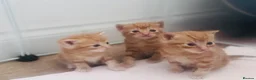 Domestic Shorthair cats for sale: Beautiful kittens  - Advert 5