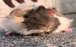 Guinea Pig rodents for sale: Baby girl and boy guinea pigs  - Image 5