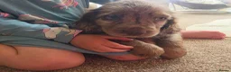 Cocker Spaniel dogs for sale: Rare coloured working type cocker spaniels! - Advert 23