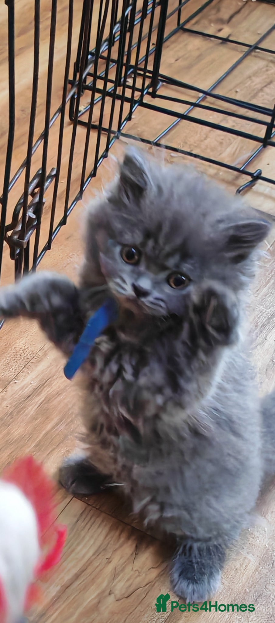British Longhair cats Male blue British longhair  - Advert 2
