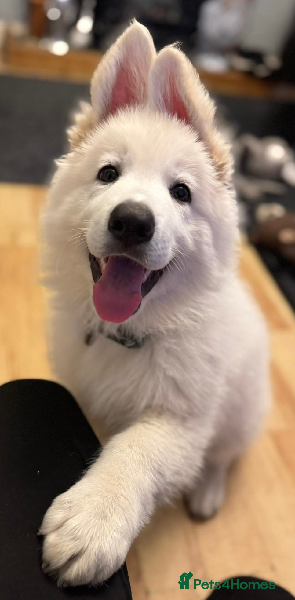 German Shepherd dogs Stunning ICE white KC long haired GSD pups  - Advert 1