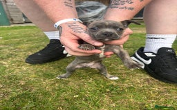 Mixed Breed dogs for sale: French Bull Jacks  (4 x boys 1 x girl) - Image 22