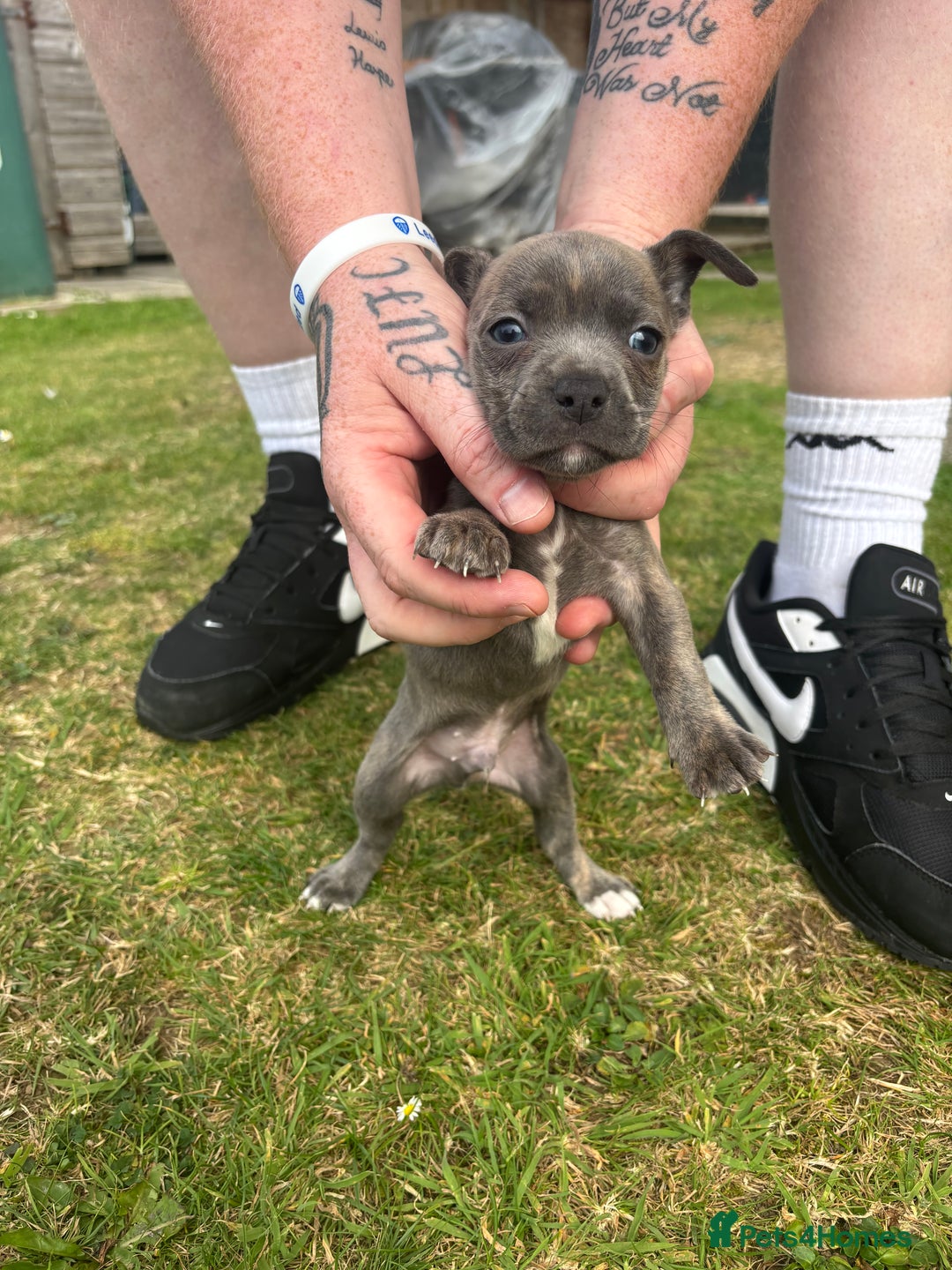 Mixed Breed dogs for sale: French Bull Jacks  (4 x boys 1 x girl) - Image 22