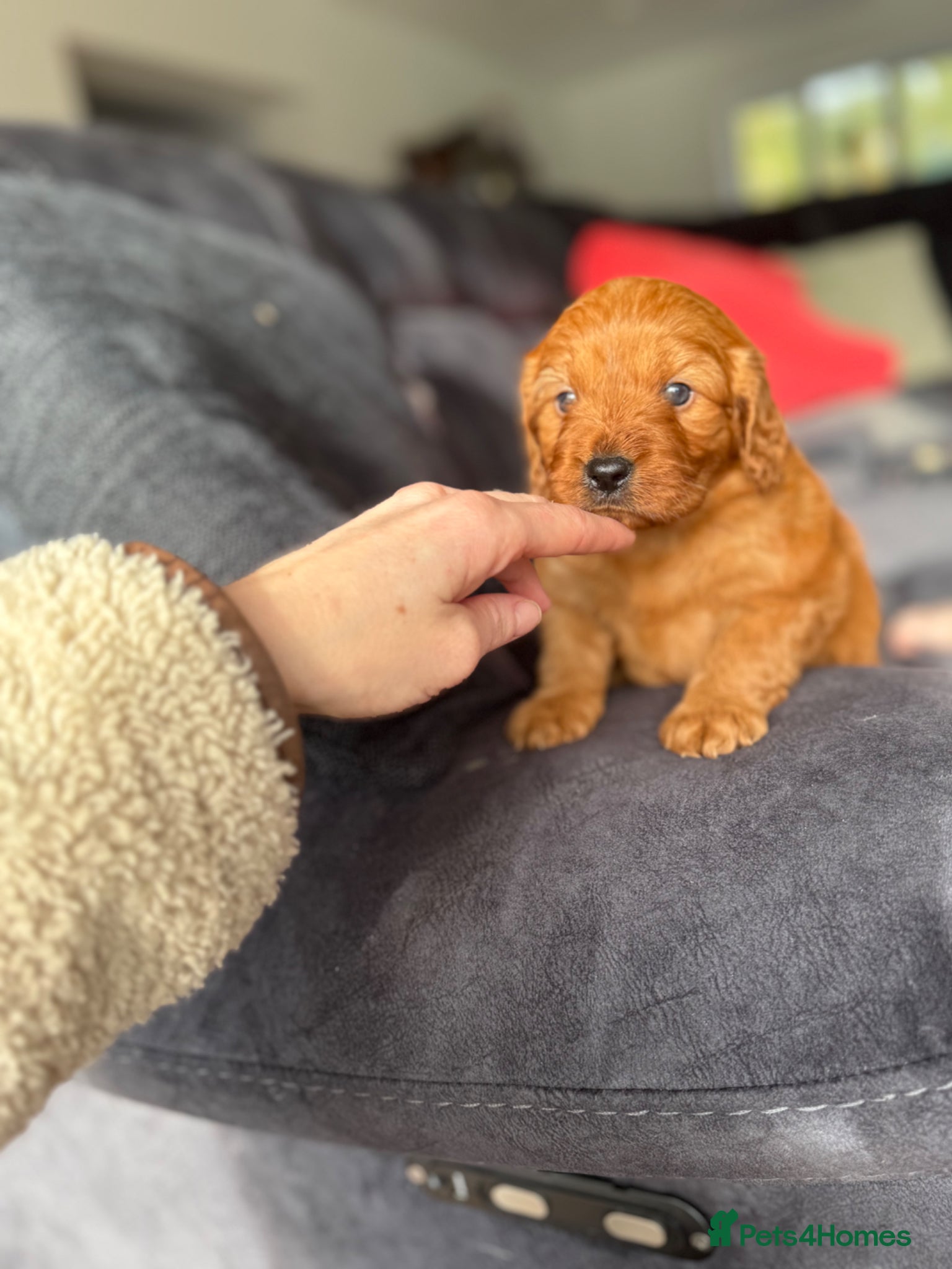 Cavapoo dogs Extensively health tested cavapoos - Advert 11