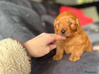 Cavapoo dogs Extensively health tested cavapoos - Advert 11